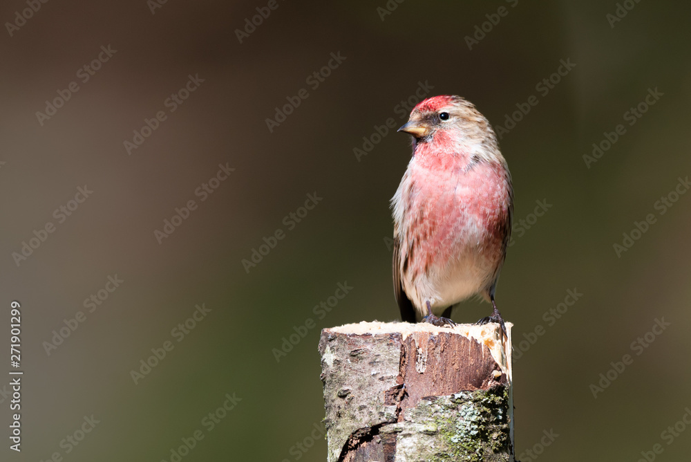 Poster a lesser redpoll,carduelis cabaret, perched on top of a silver birch tree stump looking to the left 