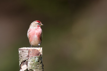A Lesser Redpoll,Carduelis cabaret, perched on top of a silver birch tree stump looking to the right into open copy space
