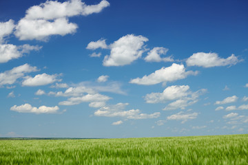 Green wheaten sprouts in the field and cloudy sky. Bright spring landscape.