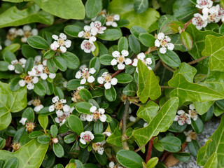 (Cotoneaster dammeri) Teppich-Zwergmispel. Zweig mit Laub und Frühling weiße Blüten