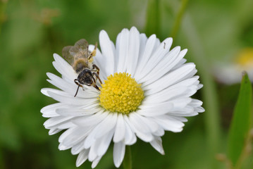 Fototapeta premium Bee on flower. Bee collects pollen from chamomile. Summer. Close - up, macro photo.