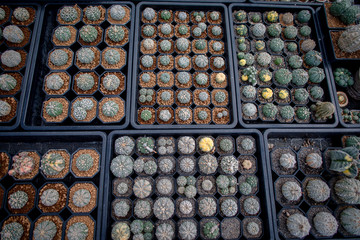 Collection of various cactus and succulent plants in different pots. Potted cactus house