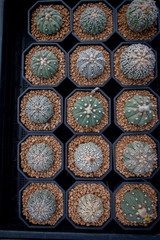 Collection of various cactus and succulent plants in different pots. Potted cactus house