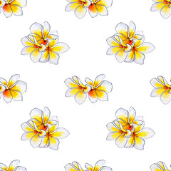 Seamless pattern from white plumeria flowers. Frangipani. Watercolor painting. Exotic plant. Floral print. Sketch drawing. Botanical composition. Flower painted background. Hand drawn illustration.