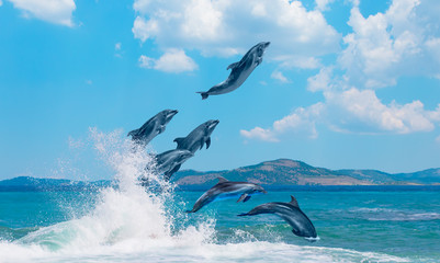 Gruppe von Delphinen, die auf das Wasser springen - wunderschöne Meereslandschaft und blauer Himmel