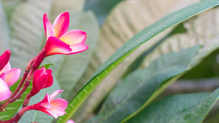 Tropical Pink flower frangipani or plumeria blooming on the tree. Beautiful background for greeting card. Closeup Bright spring flowers for spa and therapy.