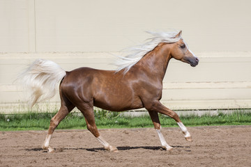 Chestnut horse running in paddock with long mane flutters on wind on the sand background