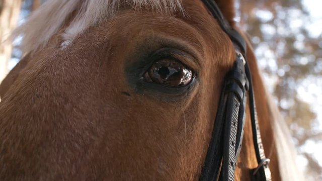 Close up shot of beautiful brown horse looking at camera while standing outdoors in woods on winter day
