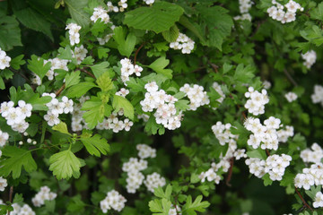 Hawthorn branch with beautiful white flowers. Crataegus monogyna