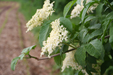 Elderberry white flowers on branch. Sambucus nigra tree in bloom in springtime