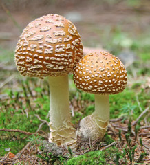 beautiful but poisonous mushroom in the forest