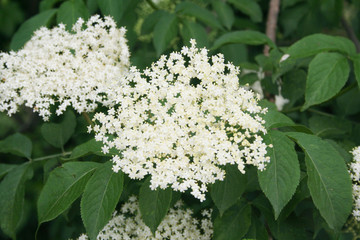 Elderberry white flowers on branch. Sambucus nigra tree in bloom in springtime