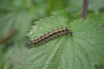 Black caterpillar eating a green Nettle leaf in the meadow