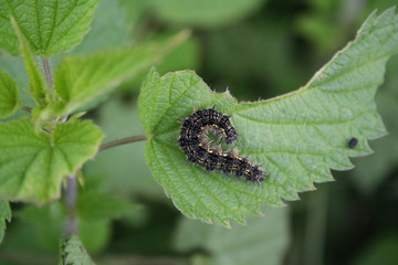 Black caterpillar eating a green Nettle leaf in the meadow