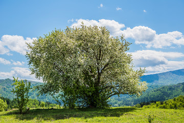 Obraz premium Beautiful Altai trees in spring 