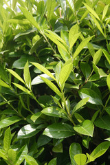Young fresh green leaves of Cherry laurel hedge growing in springtime. Prunus laurocerasus hedge with new leaves