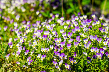 Wild pansies, Johnny Jump up,,Viola tricolor, native European wild flowers blooming on a large rock in a forest