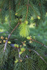 Fototapeta na wymiar Pine tree branches with fresh new green leaves in springtime