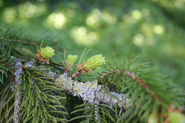 Pine tree branches with fresh new green leaves in springtime