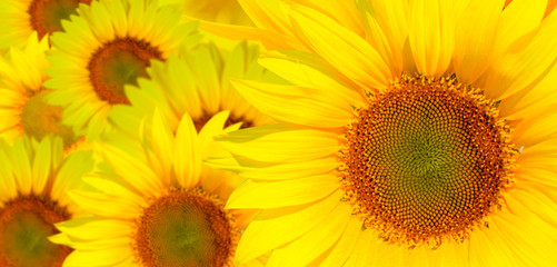 Obraz premium Amazing sunset over sunflowers field 