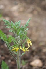 Flowering tomato plant in the vegtable garden. Yellow Tomato flowers in springtime