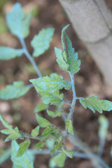 Tomato plant treated with Bordeaux mixture, copper sulphate and calcium oxide. Organic fungicide on tomato plant in the vegetable garden