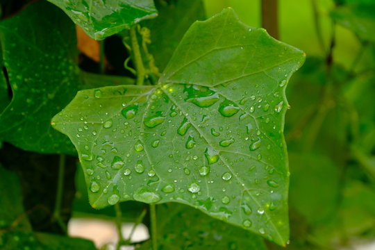 Coccinia or lvy gourd very good vegetable and herb.