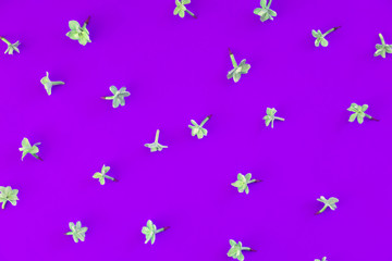 Floral simple minimalist wallpaper. Lilac bloom isolated top view on deep purple backdrop. Blossoming, blooming summertime and springtime season flowers on vibrant background flat lay