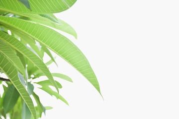 Green leaves isolated on white background.