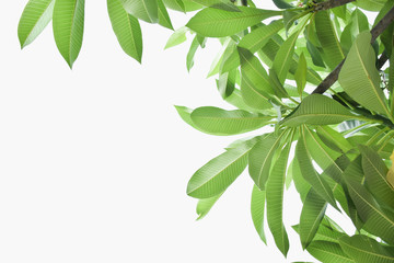Green leaves isolated on white background.