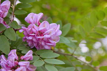 Pink acacia flower closeup (Robinia pseudoacacia). Acacia tree bloom, Robinia hispida, known as the bristly locust, rose-acacia, or moss locust.