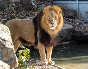 Plakat The lion, Panthera leo is one of the four big cats in the genus Panthera
