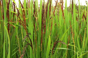 Obraz premium Close up of black jasmine rice seeds or rice berry in the paddy field.