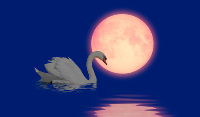 White swan with reflection on the water under full moon "Elements of this image furnished by NASA"