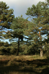 Forest drente Netherlands. Borger boomkruinpad.