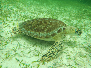 Sea green turtle on the field of seagrass at the sandy bottom