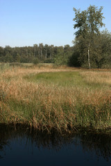 National park Dwinglerveld. Drente Netherlands. Heather and peatfields