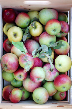 Apple in basket from apple picking