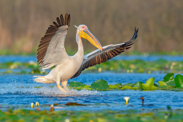 The great white pelican - obrazy, fototapety, plakaty