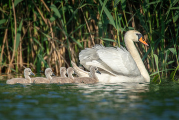 Mute swan with chicks