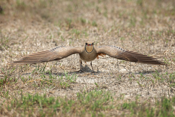Collared pratincole with it's wings wide open