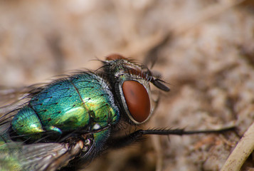 Goldfliege_Schmeißfliege