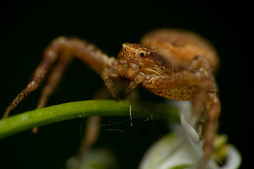 Xysticus cristatus_Krabbenspinne 2
