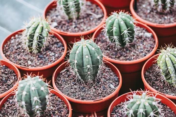  Plante verte d'intérieur en décoration, cactus © PicsArt