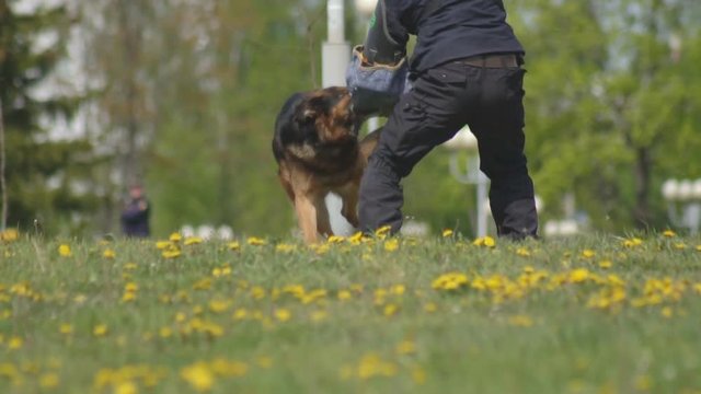 Dog show demonstration with cleverly trained shepherd dogs, dogs attack the hand of a canine specialist, slow motion, dog handler, maneuver