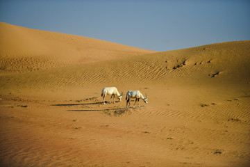 Arabian oryx in the sunny Arabian desert 