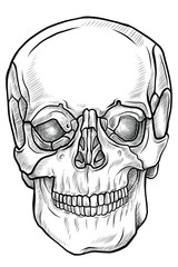 Line drawing skull front view