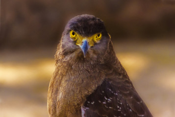 portrait of falcon