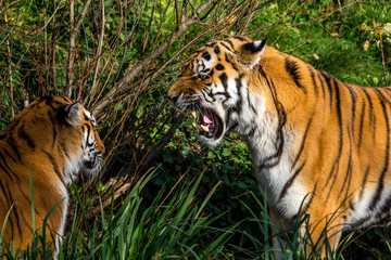 The Siberian tiger,Panthera tigris altaica in the zoo