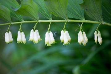 white bells plants Solomon's seal Polygonatum multiflorum and parachutes dandelions in the web